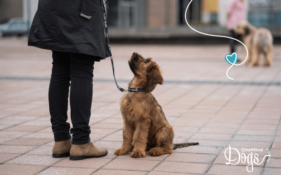 How to Leash Train a Puppy