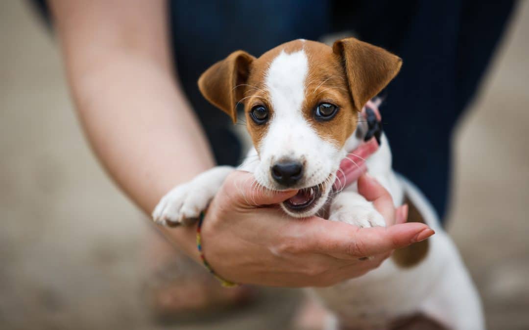 How to stop puppies biting — 5 key steps