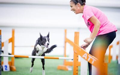 3 things to try when agility competitions aren’t fun any more