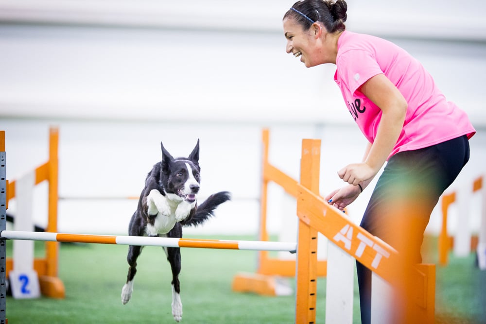 3 things to try when agility competitions aren’t fun any more
