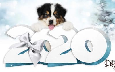 A Great Start to 2020 with Your New Puppy