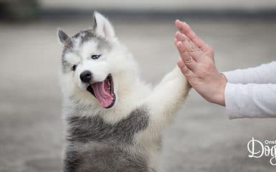 4 Reasons to Start Training as Soon as You Bring Your Puppy Home