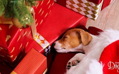 Christmas  Survival Guide for First-Time Puppy-Parents