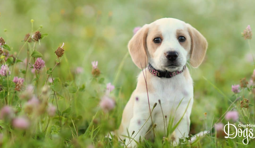 Why the first 16 weeks in a puppy’s life are so important