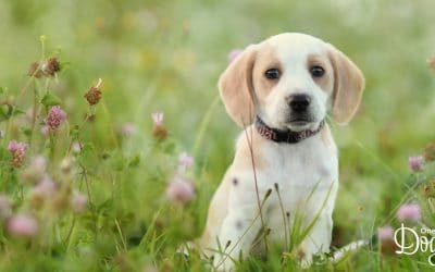 Why the first 16 weeks in a puppy’s life are so important