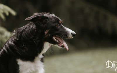 Fun Facts about Your Dog’s Senses – Part 1