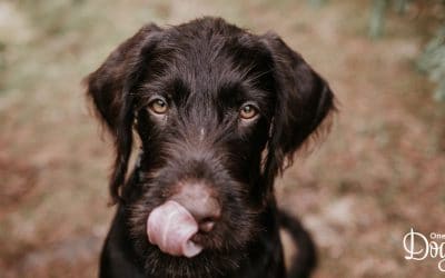 Fun Facts about Your Dog’s Senses – Part 2