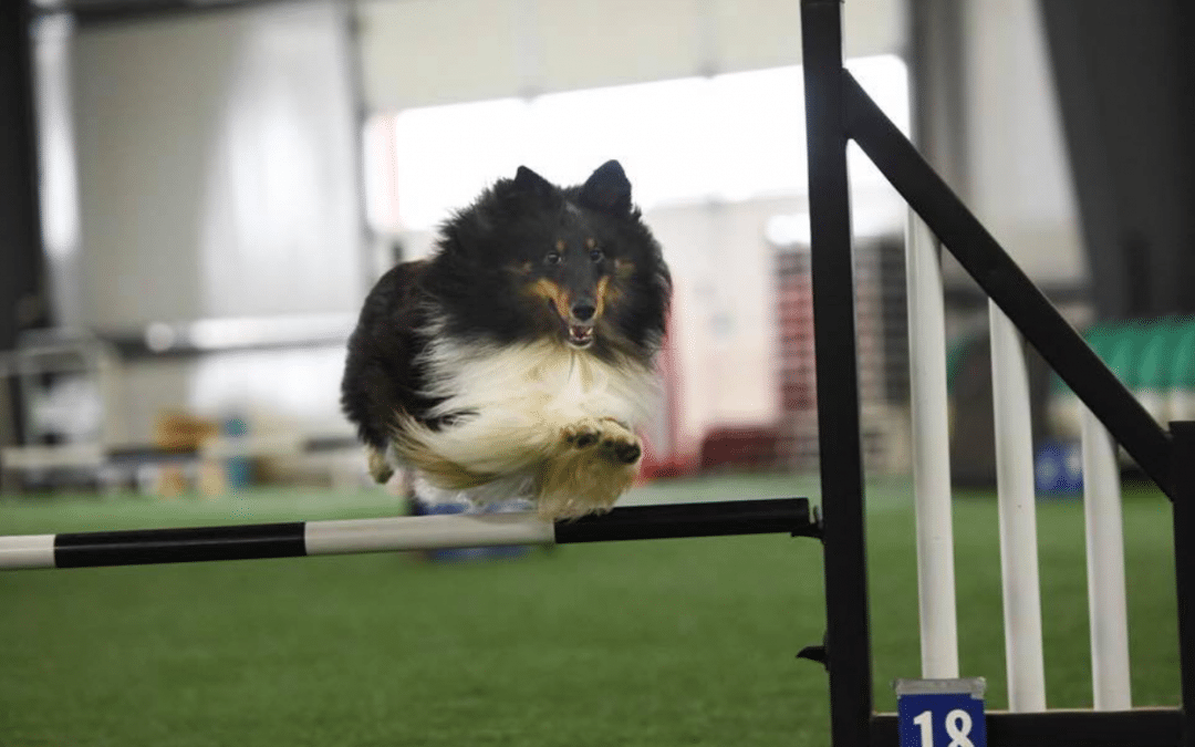 How to overcome distractions in dog agility?