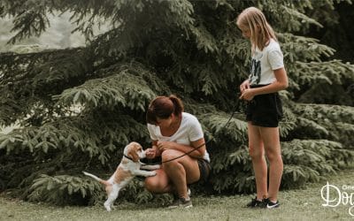 How to Potty Train Your Puppy