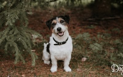 How to stop a puppy from barking excessively?