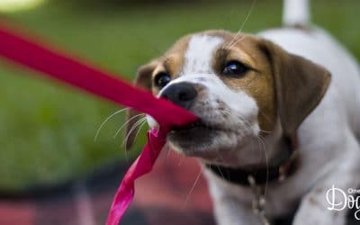 Powerful Skills You Need to Master When Expecting a Puppy