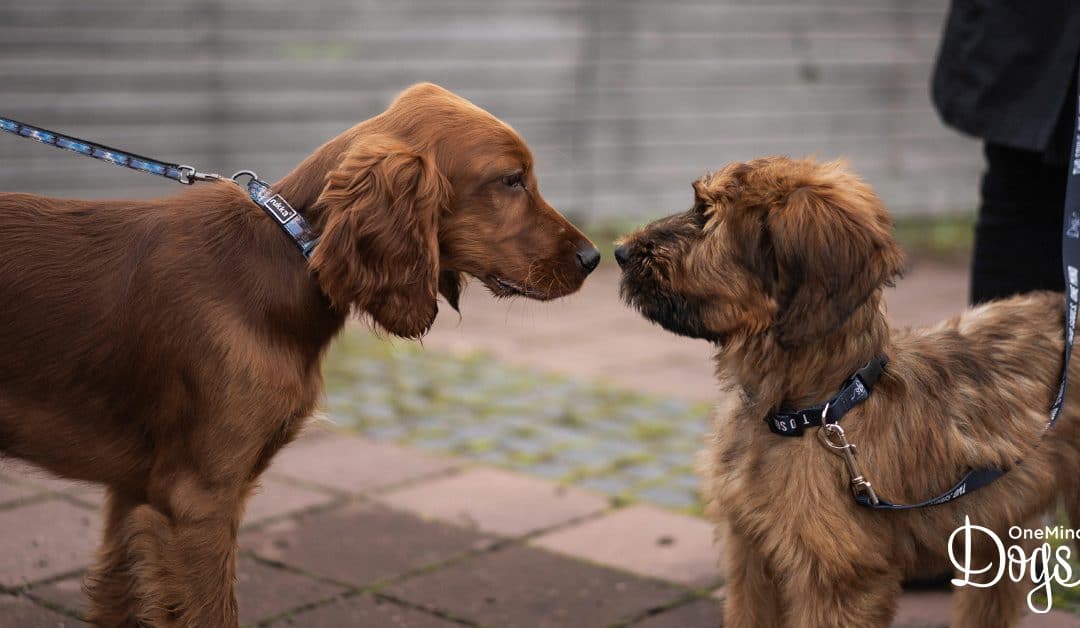 My puppy is scared of other dogs — What do I do?