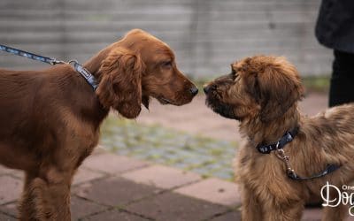 My puppy is scared of other dogs — What do I do?