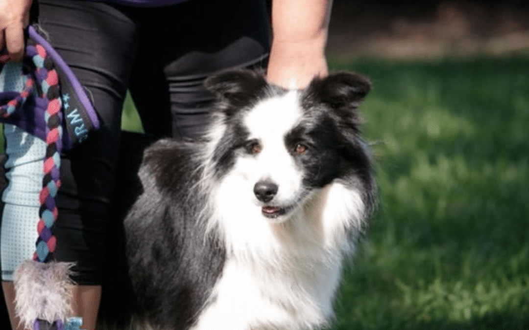 Stormy – from a stressed-out dog to state champion in agility