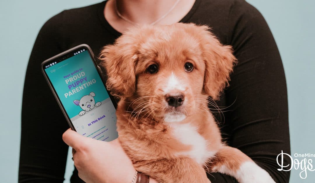Why Online Training Works So Well With Puppies