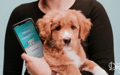 Why Online Training Works So Well With Puppies