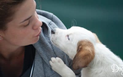Top Six Reasons Why Puppies Are Better Than Dates