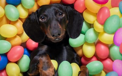 How to create the best puppy-friendly Easter egg hunt