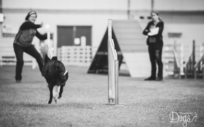 Four new agility foundation lessons for distance handling