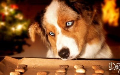 How to Include Your Puppy at Your Christmas Dinner Table