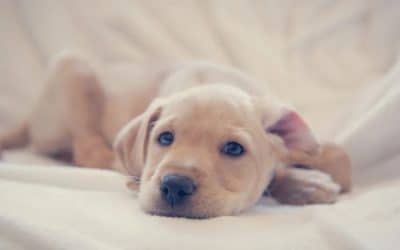 Puppy separation anxiety: what it is and how to prevent it