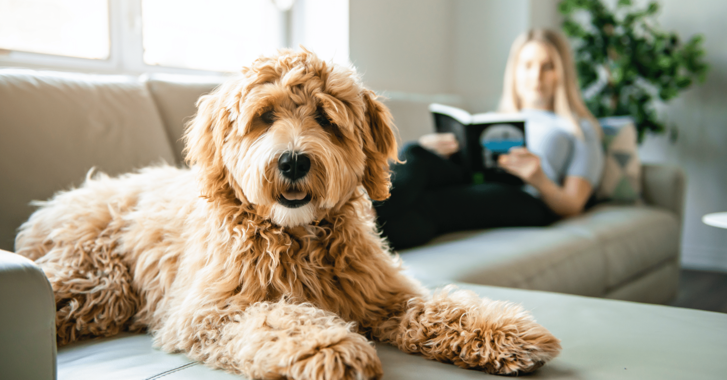 socializing puppy labradoodle