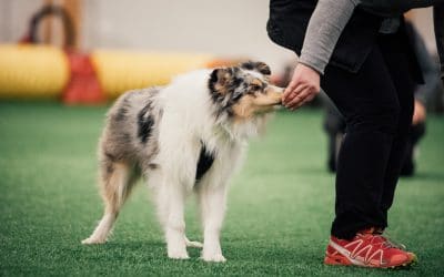 A nutritionist’s guide to fuelling your canine athlete