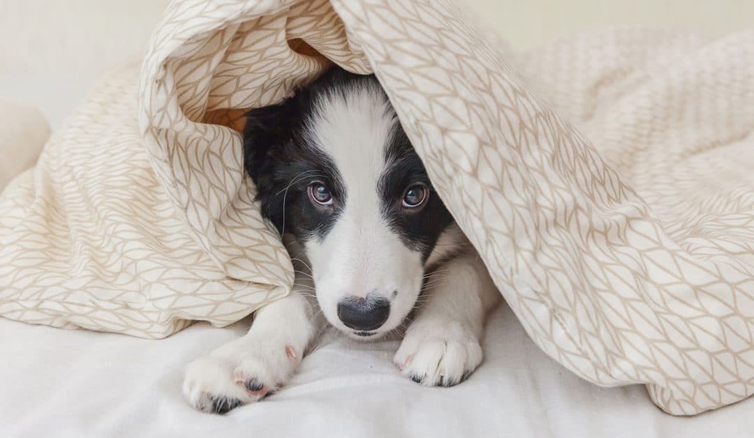 Puppy separation anxiety: 5 popular FAQs answered