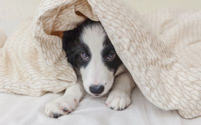 Puppy separation anxiety: 5 popular FAQs answered