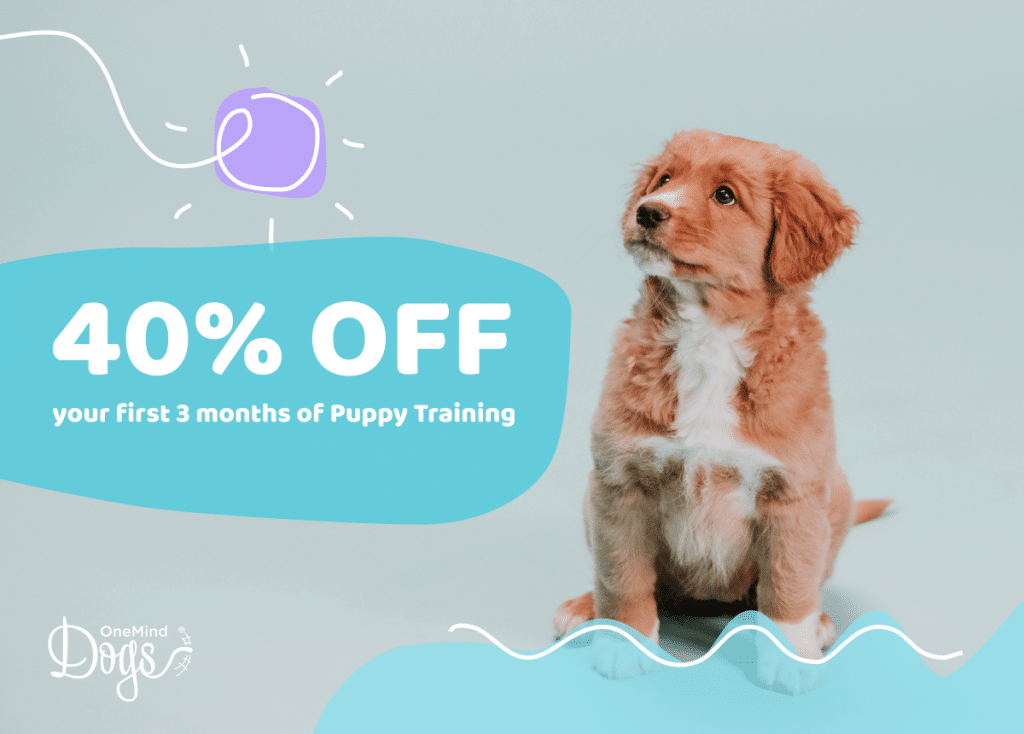 Summer puppy training