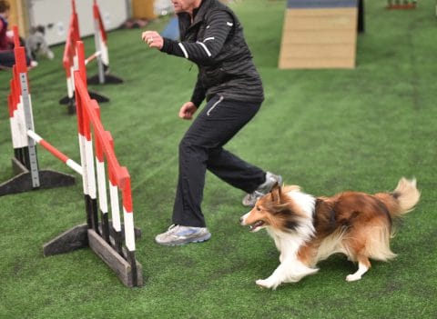 How online agility training works (and why) - OneMind Dogs