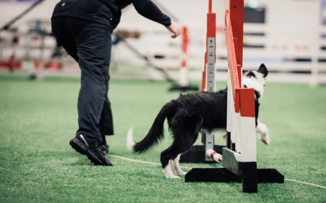 Foundations are the key to a successful agility career