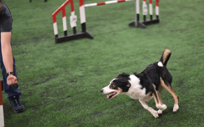 Leading legs: how do dogs turn in agility?