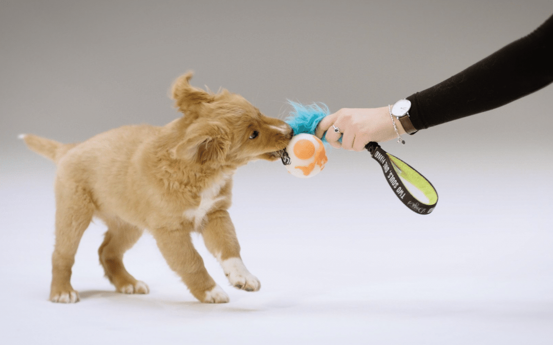 How to tire out a crazy puppy