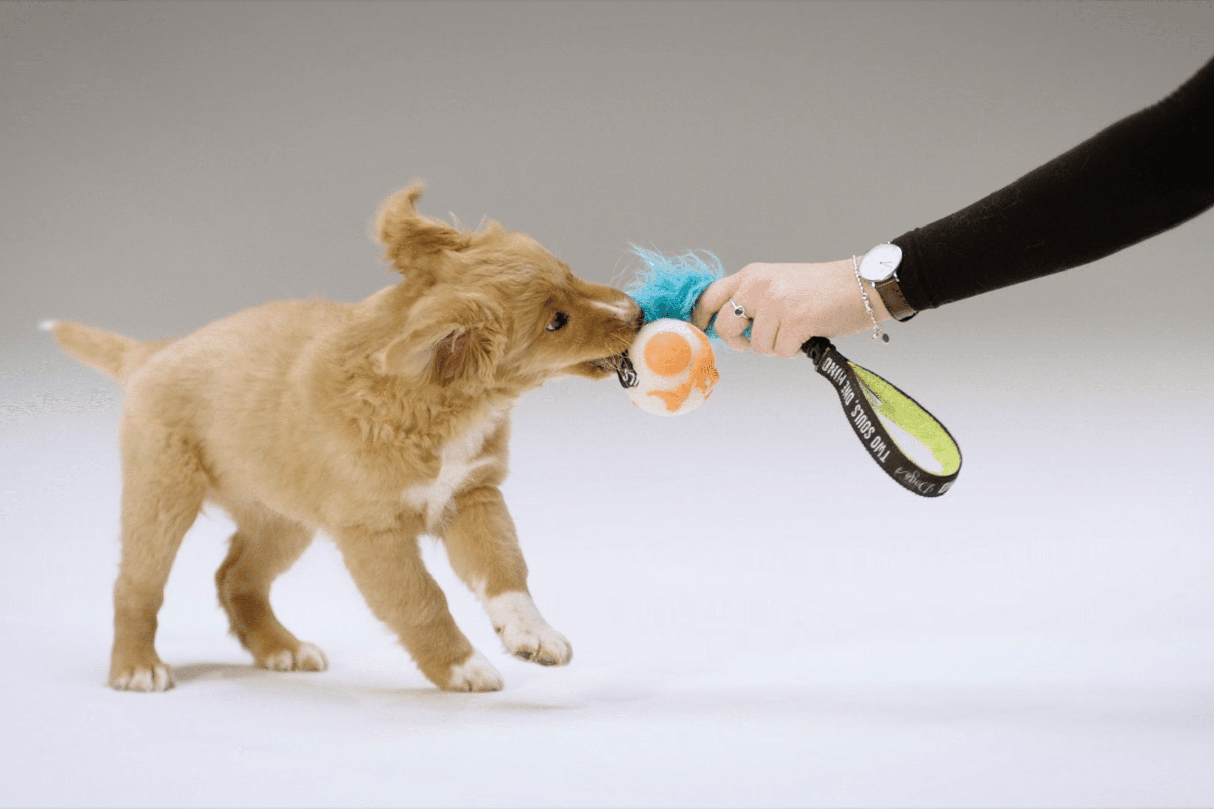 puppy tug game