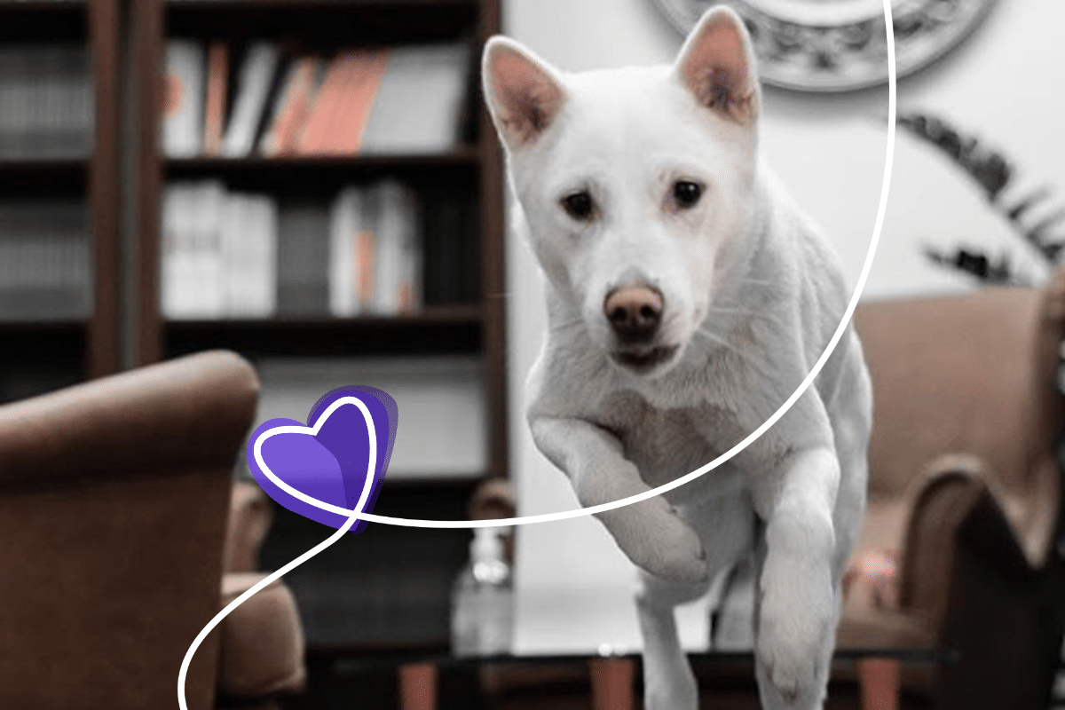 kishu-inu-online-agility-training