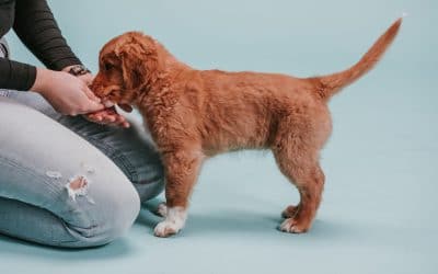 When should you start training a puppy?
