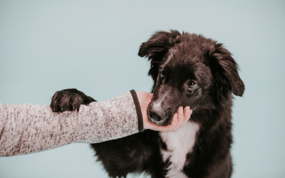 5 places to find support for puppy training