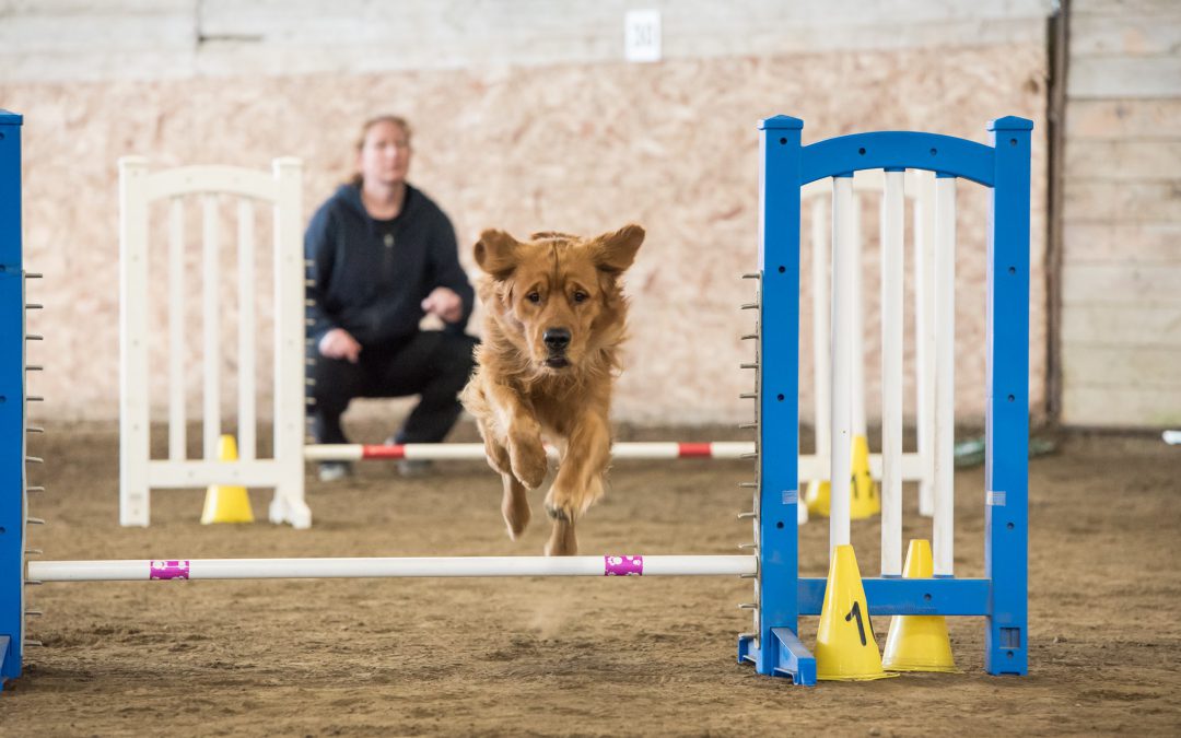 Where to go next after agility foundation training?