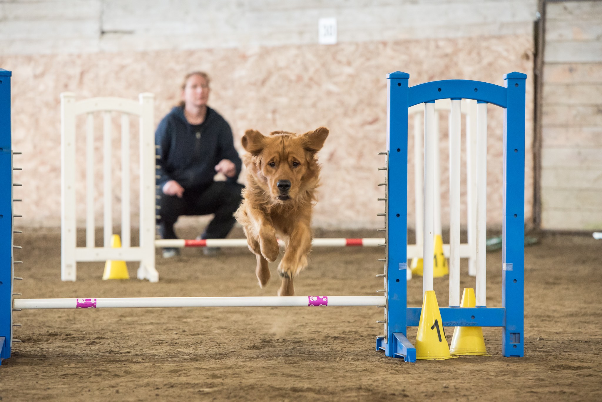 learn dog agility