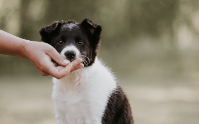 How to create a puppy training schedule (and why it’s helpful!)