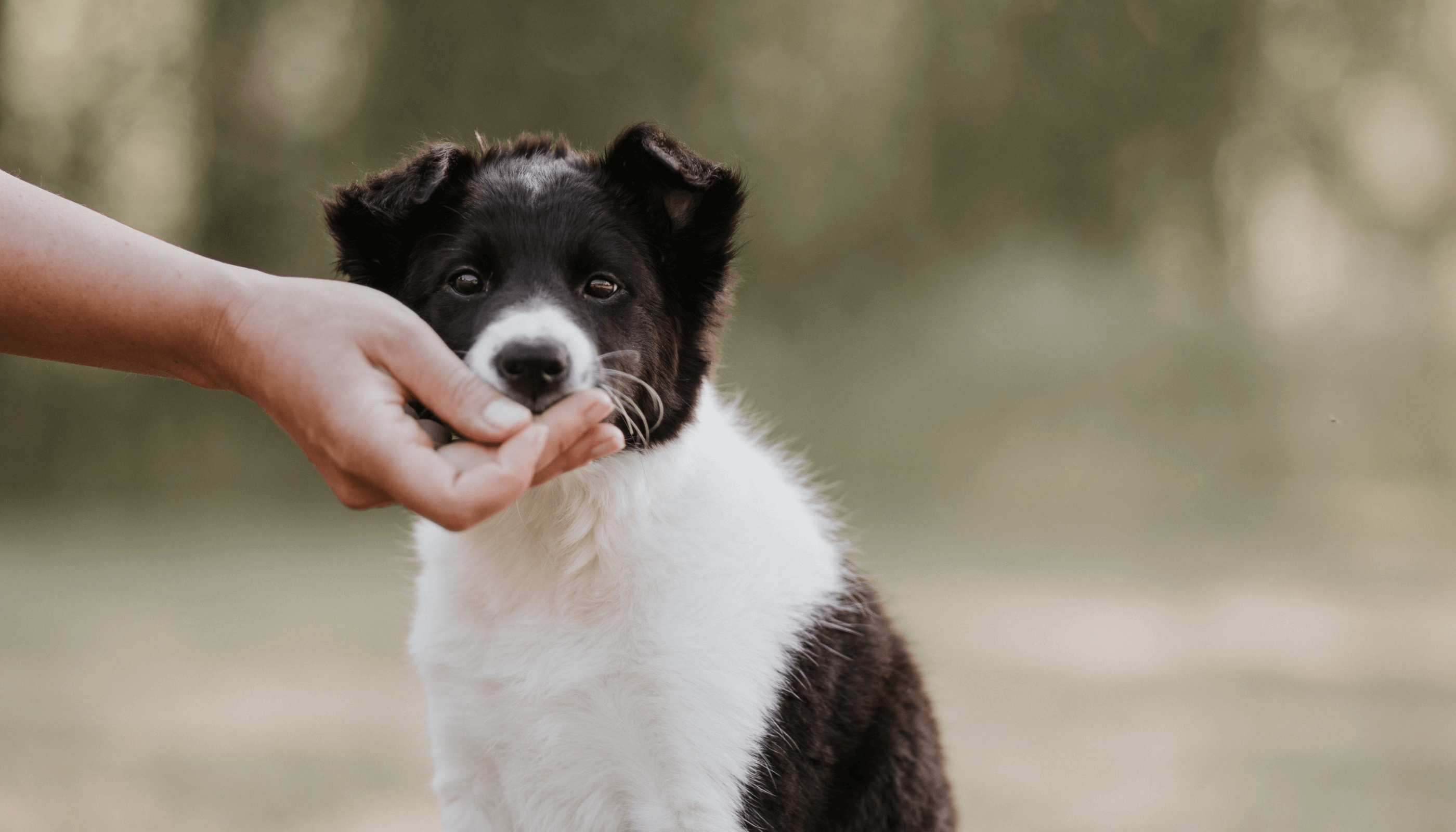 puppy training border collie