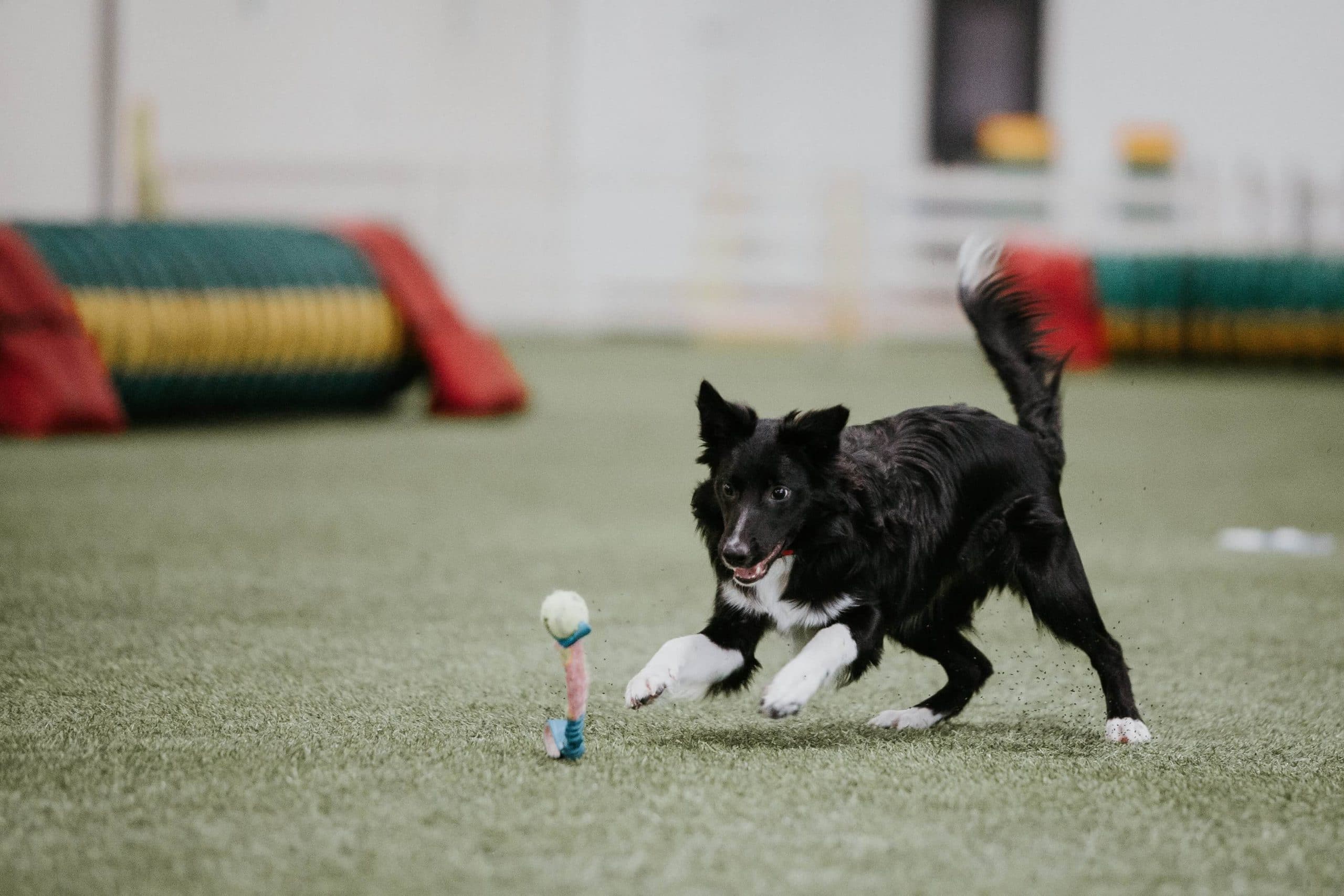 dog playing with tug toy