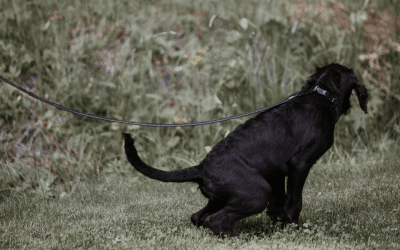 How to housetrain a puppy in 3 simple steps
