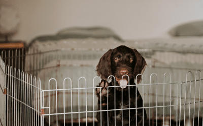 10 handy tips for puppy proofing your home