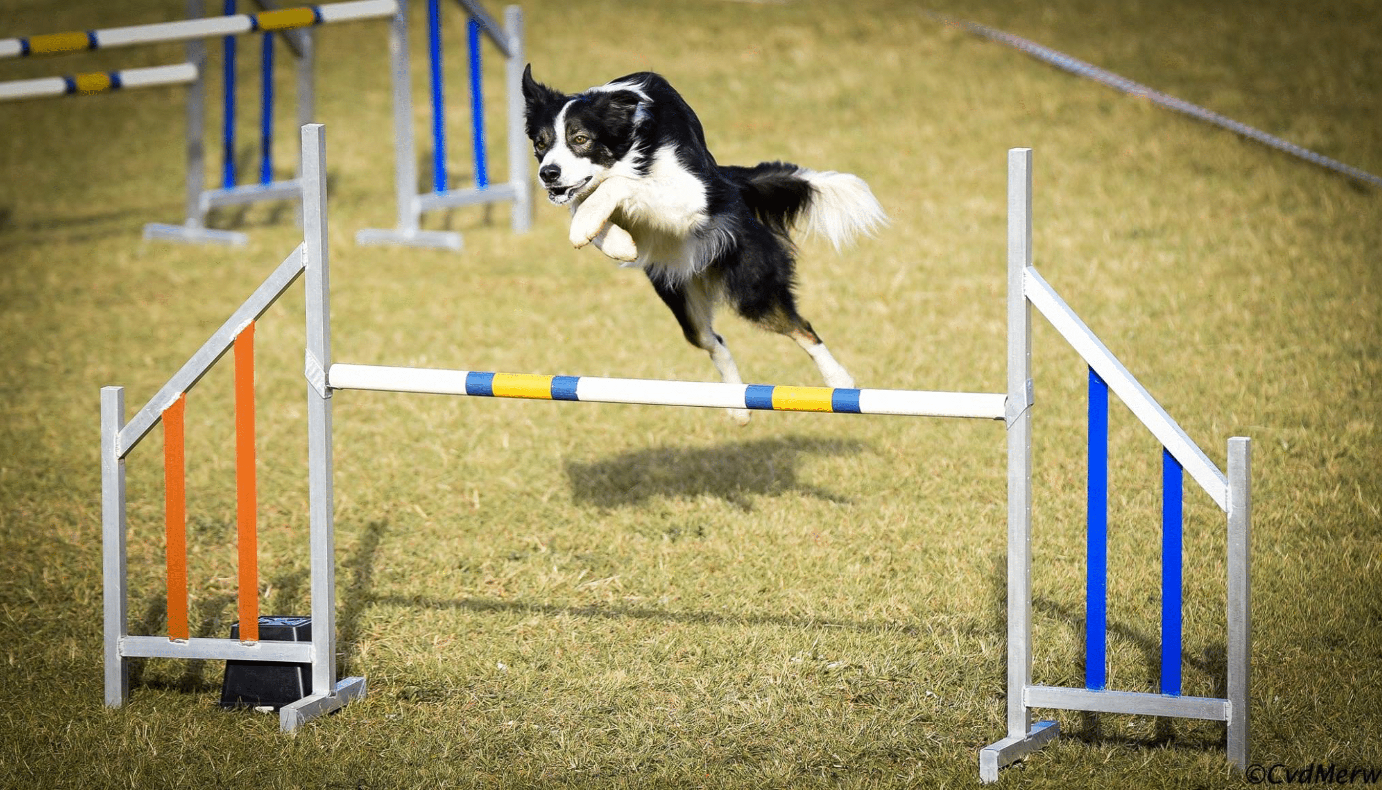 border collie jumping agility