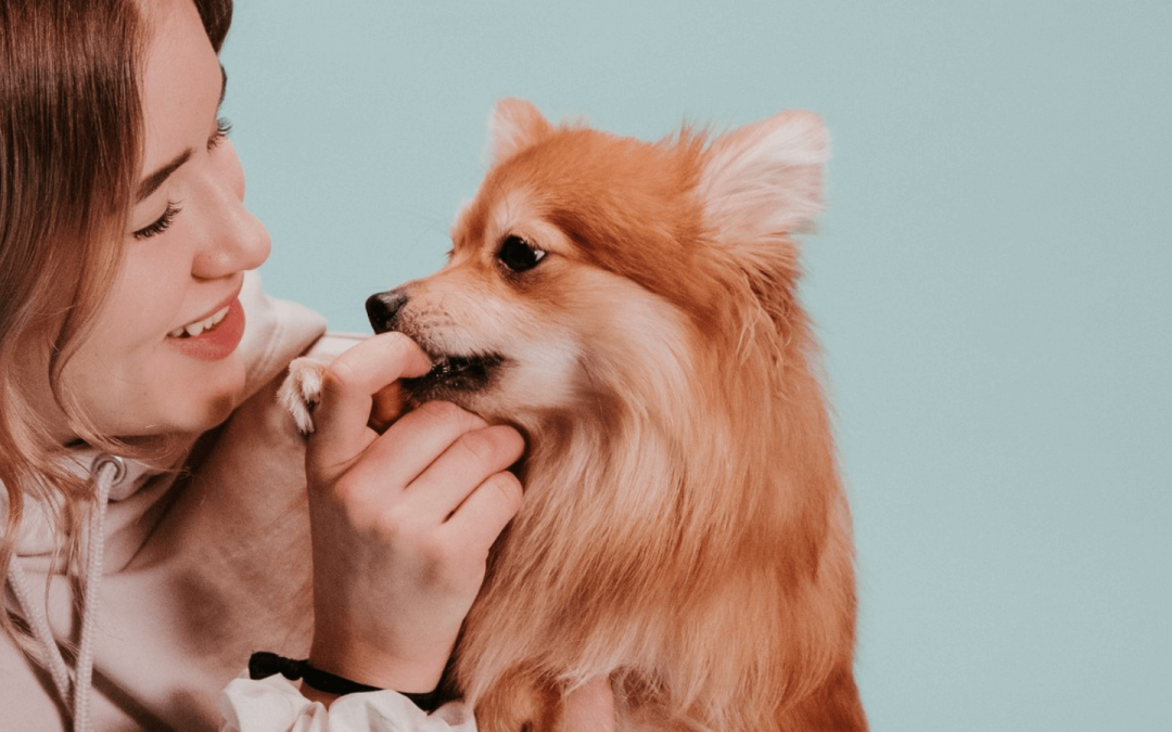 The puppy teething stage: what to know about your pup’s dental health