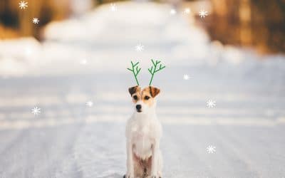 Your ultimate guide to a dog-friendly holiday season