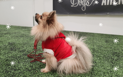 Coach Mikko’s 2020 Christmas tree agility course