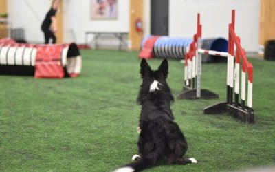 Distance handling — the most versatile tool in your agility toolbox